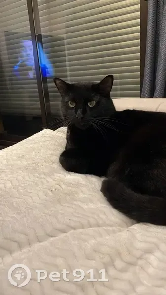 Chat mâle musclé disparu à Gleize - photo