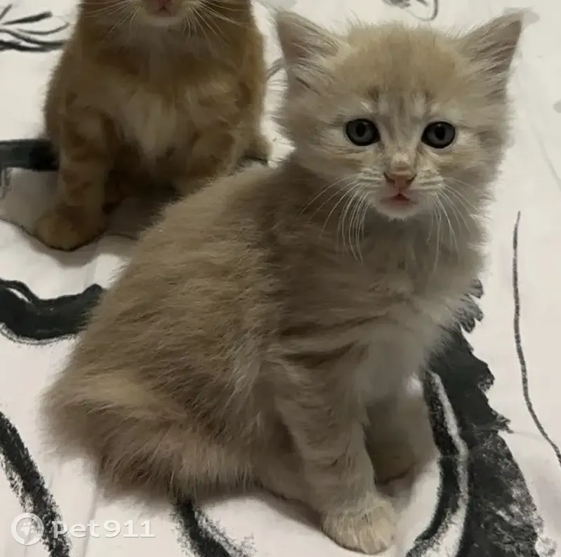 Chaton femelle 3 mois perdu, Les Avenières - photo