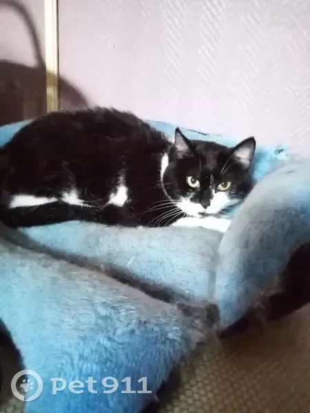 Chatte adoptée récemment disparue à Frénouville - photo