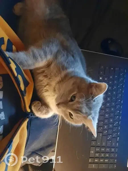 Chatte tigrée gris perdue à Champigny-sur-Marne - photo