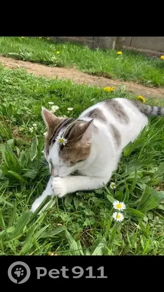 Chatte disparue, Rue de Dettwiller, Waldolwisheim - photo