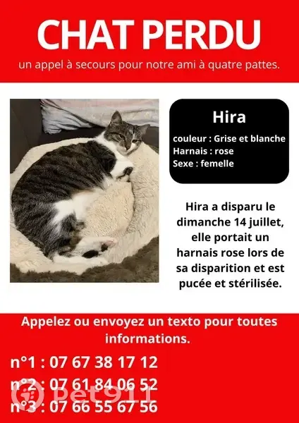 Chatte Européenne Perdue en Forêt, Cize - photo