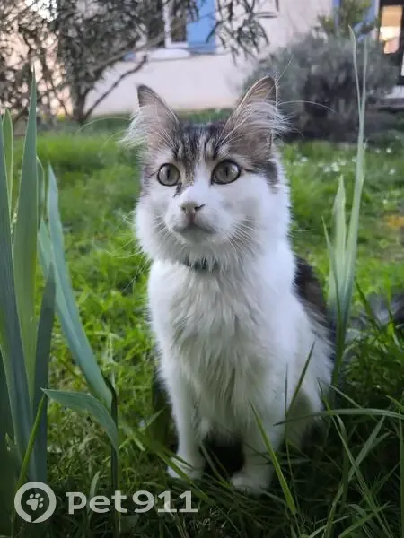 Chat perdu à Bergerac : Taho, 2 ans, tigré - photo