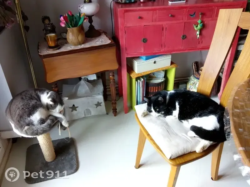 Chat noir et blanc perdu, collier vert, Fayence - photo