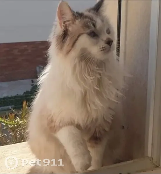 Chat disparu à Castres : aidez-nous à retrouver Chacha - photo