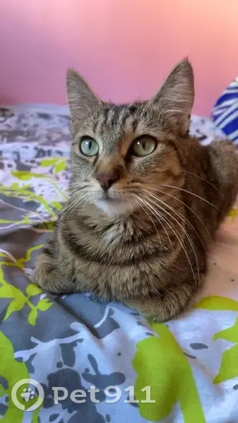 Chat européen tigré perdu à Limoges - photo