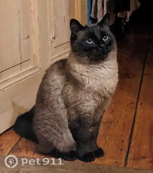 Chat siamois perdu à Strasbourg - photo