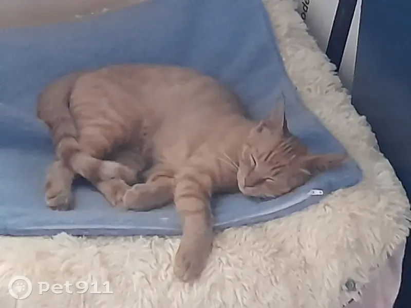 Chaton tigré roux trouvé à Ugine - photo