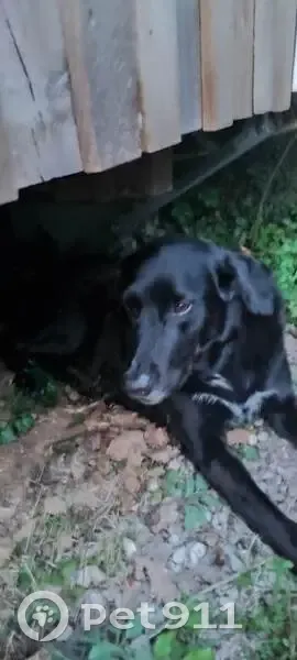 Chien trouvé au camping CAPFUN Les Plantas - photo