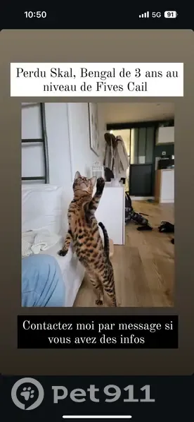Chat Bengal de 3 ans perdu à Lille - photo