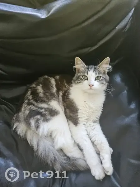 Chat perdu à Valenciennes près de la Rhonelle - photo