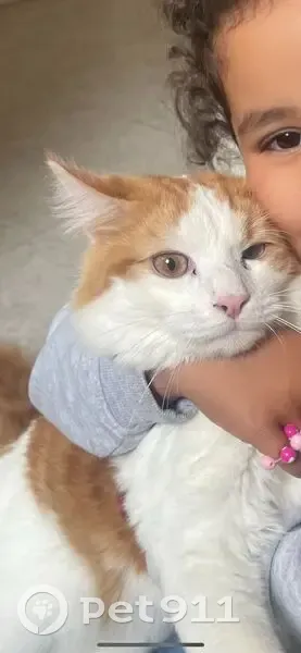 Chat européen blanc et roux perdu à Poissy - photo