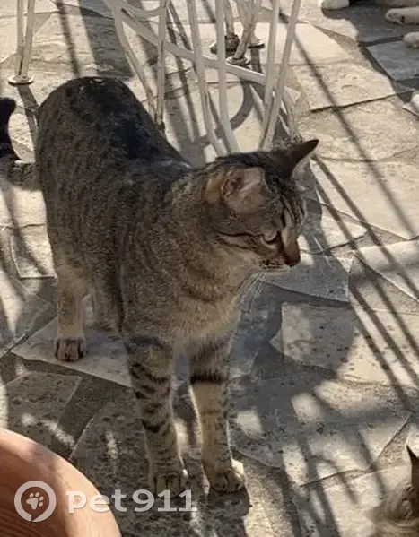 Chat tigré gris perdu à Arles, rue de la Verrerie - photo