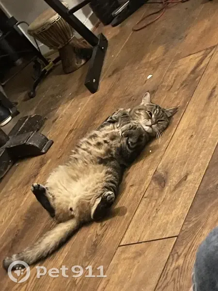 Chat perdu, tigré, 6 ans, Rue Gabrielle - photo