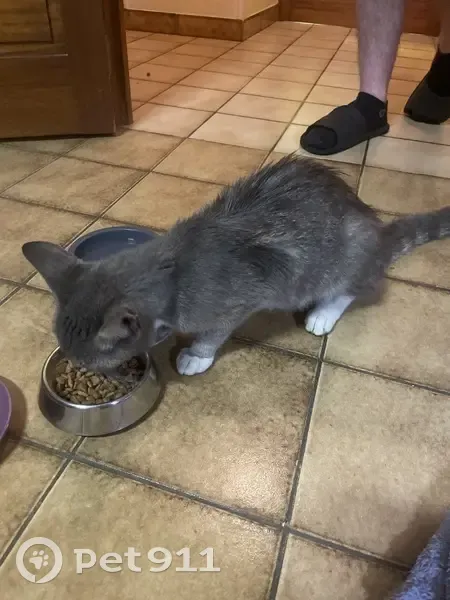 Chat mâle âgé trouvé amaigri à Plassac - photo