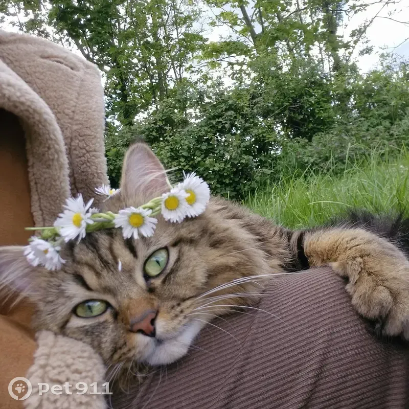 Chat perdu à Beaumesnil : Pelage multicolore - photo
