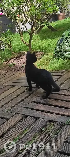 Chaton noir trouvé dans un arbre à Morlaàs - photo
