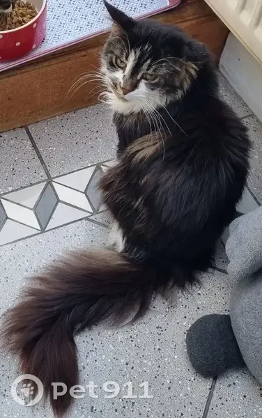 Chat Maine Coon noir et blanc perdu - photo