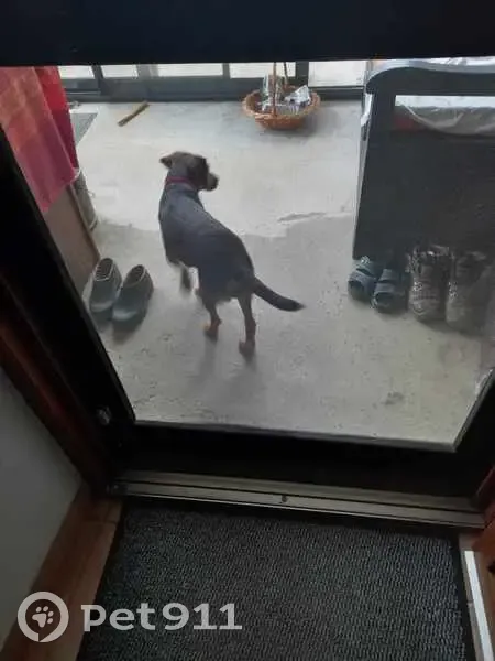 Chien disparu à Mélagues : Jazz, croisé courant - photo