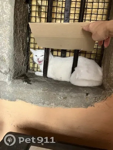 Chat adulte blanc trouvé, très craintif, Annecy - photo