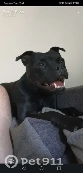 Chienne croisée staffie 5 ans disparue Lyon - photo