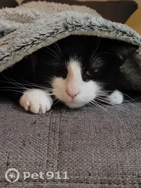 Chat perdu, mâle noir et blanc, Nantes - photo