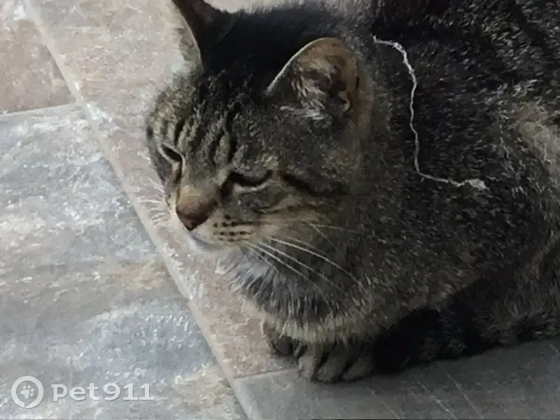 Chat européen trouvé, cherche foyer calme - photo