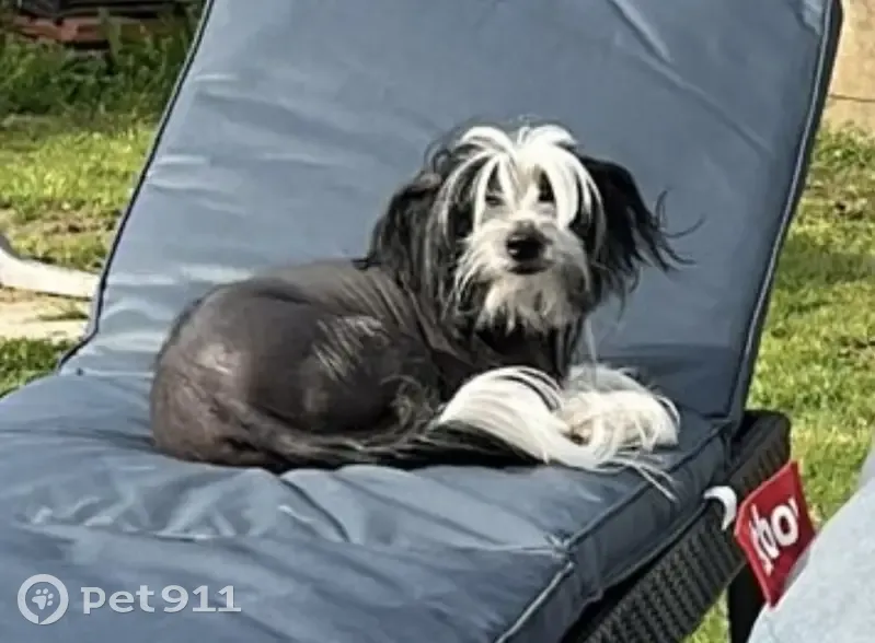 Chien chinois nu mâle perdu à D'Huison - photo