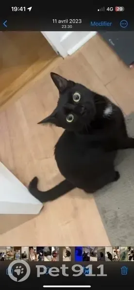 Perdue: chatte noire yeux verts, 2 ans, Loriol - photo