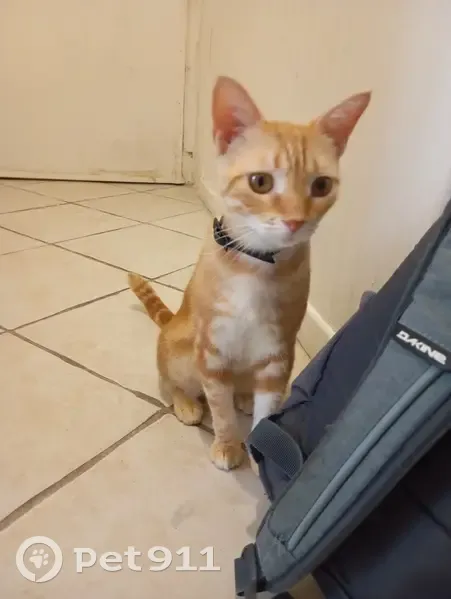 Chatte rousse et blanche disparue à Nice - photo
