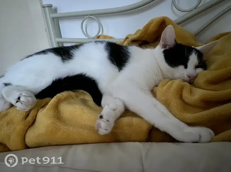Chat perdu à Beauregard, 16 juillet - photo