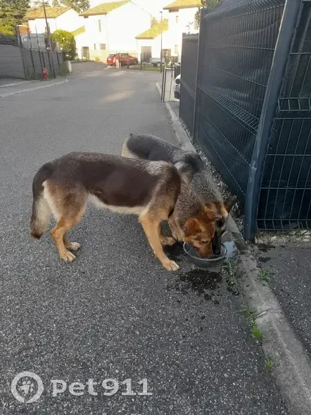 2 Bergers Allemands trouvés à Saint-Maurice - photo