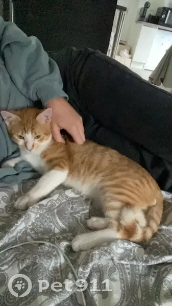 Chat perdu à Trévron: Mimi, mâle peureux - photo