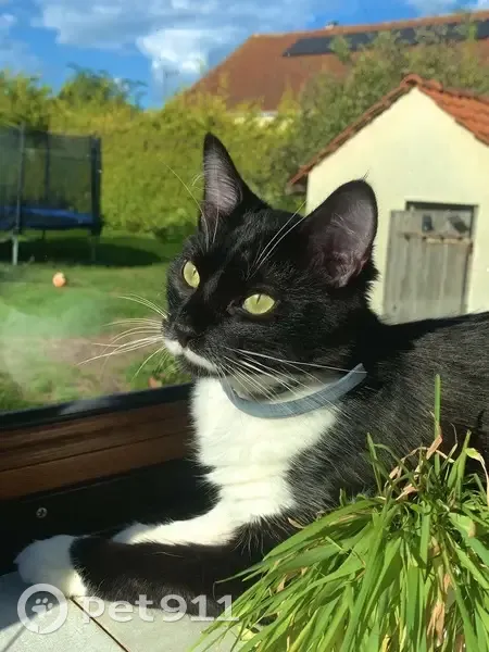 Chat noir et blanc perdu à Juvincourt - photo