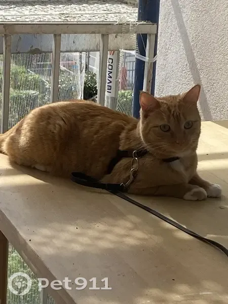 Chatte rousse perdue à Sannois - photo