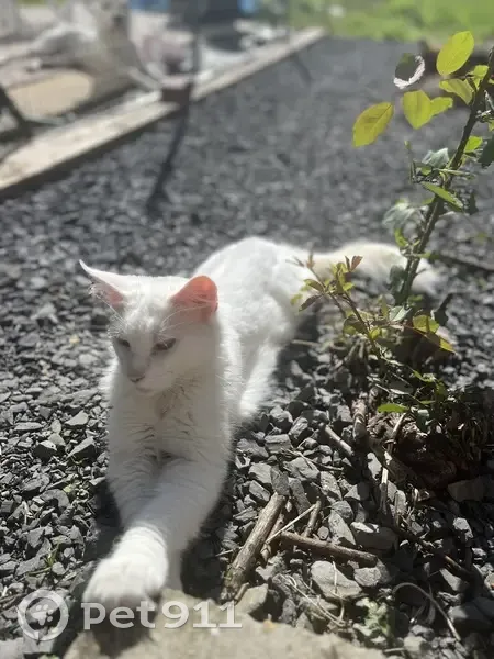Chat craintif disparu, Rue Dernancourt, Albert - photo