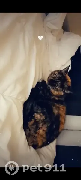 Chat écaille de tortue perdu à Aulnat - photo
