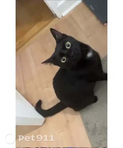 Petite chatte noire Moule perdue à Loriol - photo