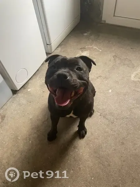Petite chienne noire trouvée à Morlaix - photo