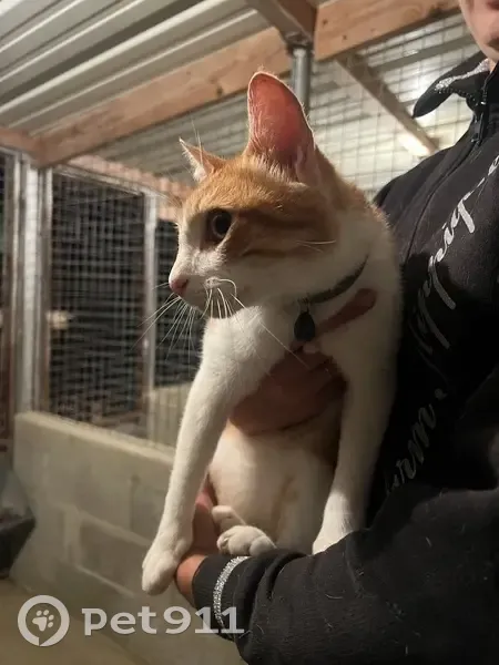 Chat européen roux/blanc trouvé à St-Paterne - photo