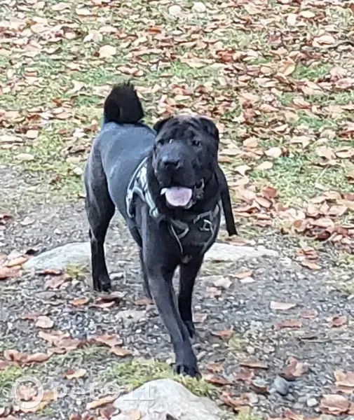 Chien perdu : Shar Pei noir à Gavarnie-Gèdre - photo