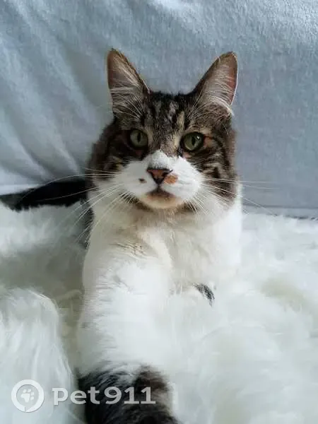 Chat perdu à Montastruc-la-Conseillère - photo