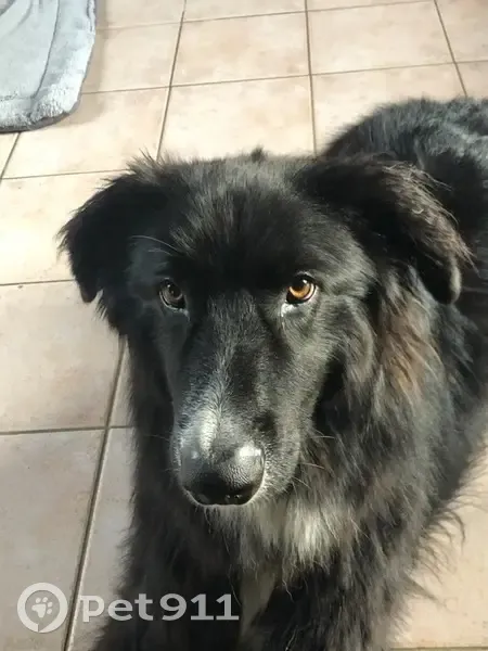 Chien Perdu: Oscar, Border Collie Noir/Blanc - photo