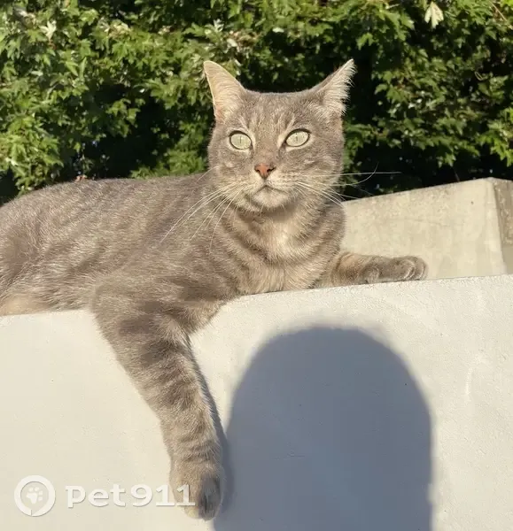 Chat perdu à Challans, Chemin des Loires - photo