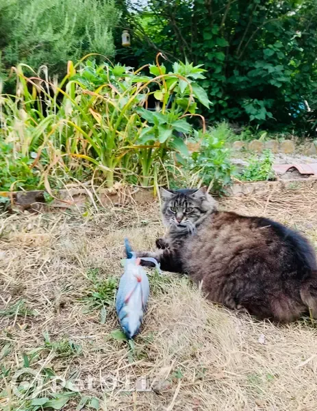 Chat marron/noir perdu à Croix Daurade - photo