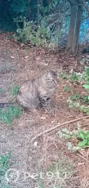Chat européen tigré trouvé à Montpellier - photo