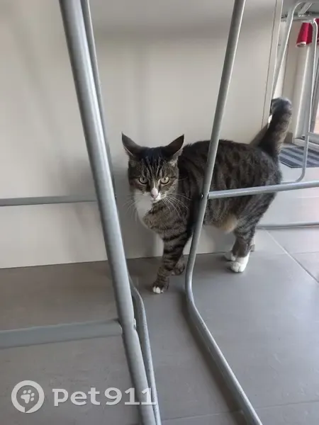 Chat tigré femelle disparue à Saint-André - photo