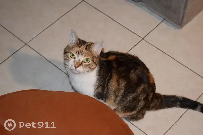 Chat tigré 3 couleurs disparu à Lyon - photo