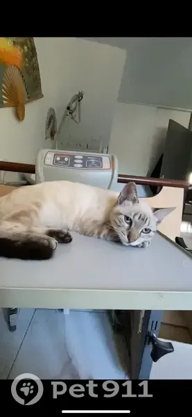 Chat perdu: Cookie, mâle crème/noir, yeux bleus - photo