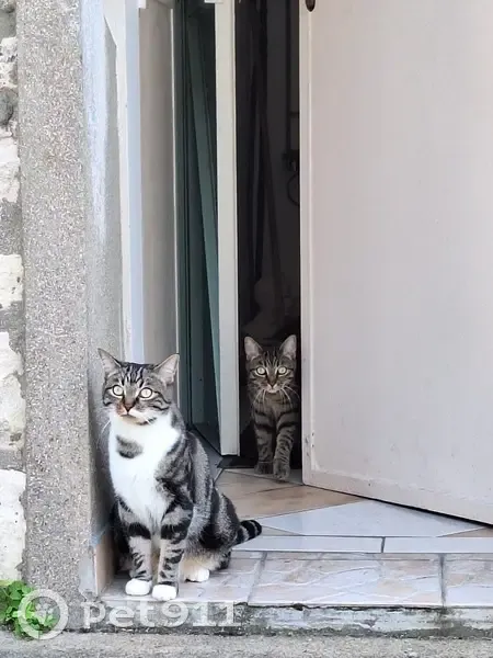 Chat disparu, dos tigré, ventre et pattes blancs - photo